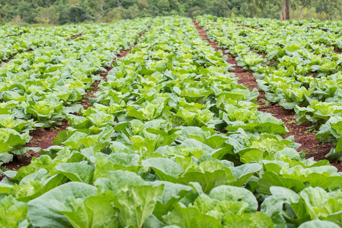 Barisan sayuran berdaun hijau tumbuh di ladang terbuka