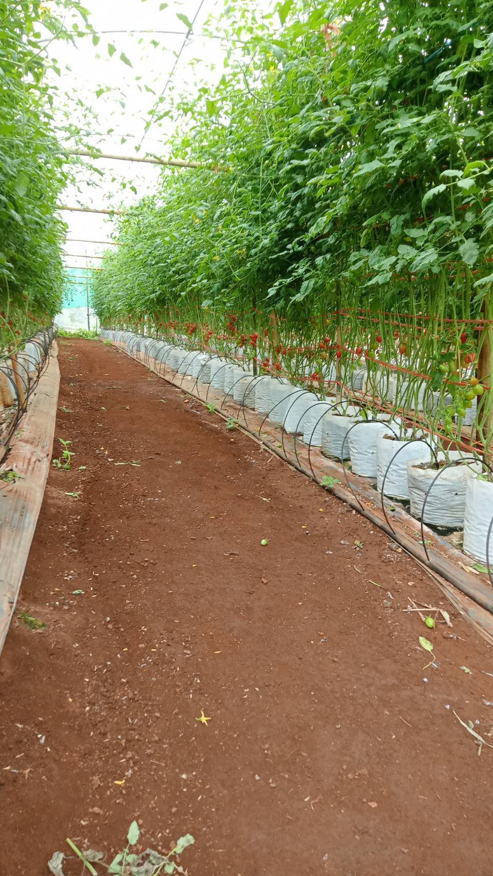 Greenhouse row of tomato plants in individual grow bags