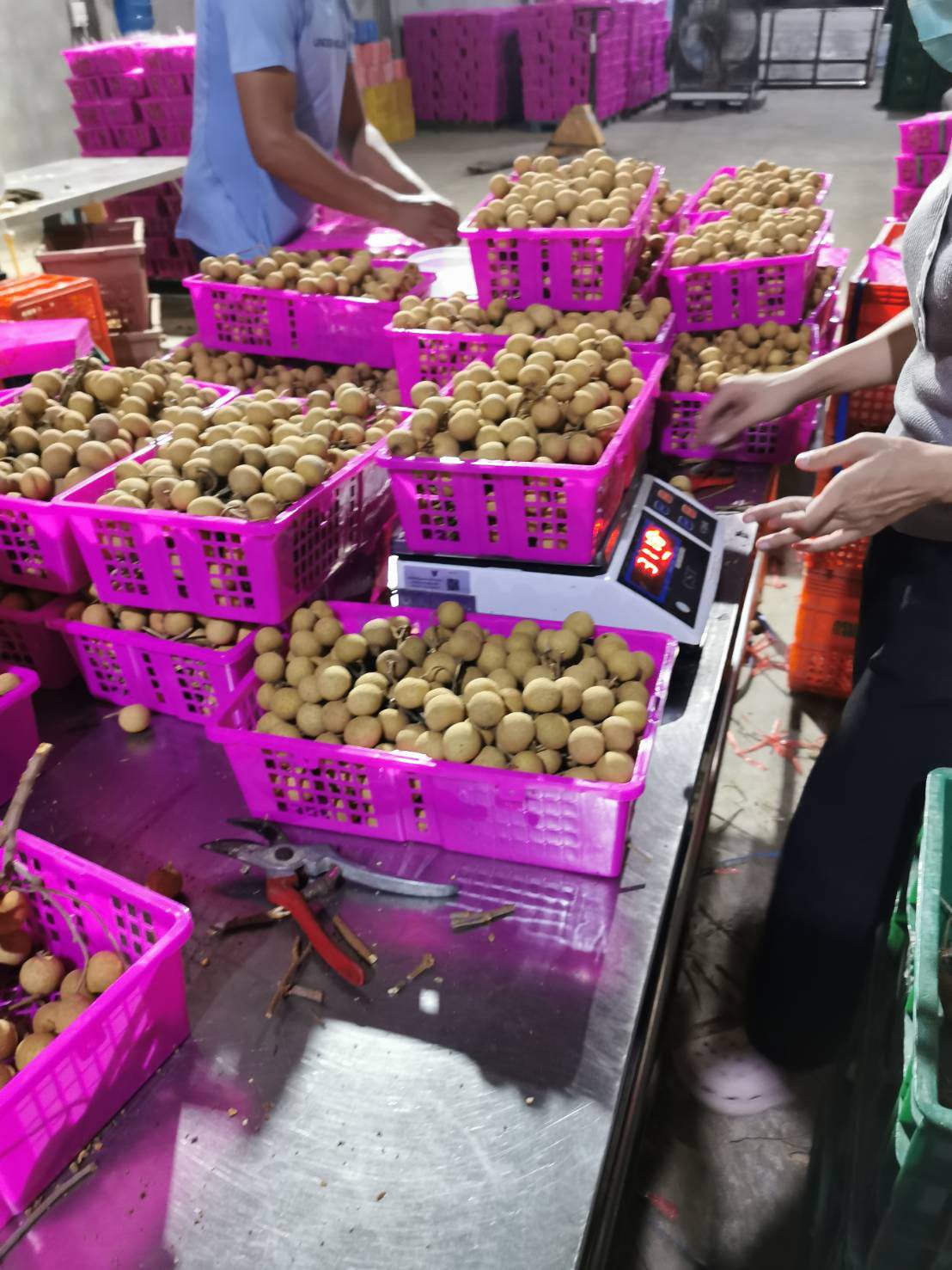 Longan diasingkan dan ditimbang ke dalam bakul