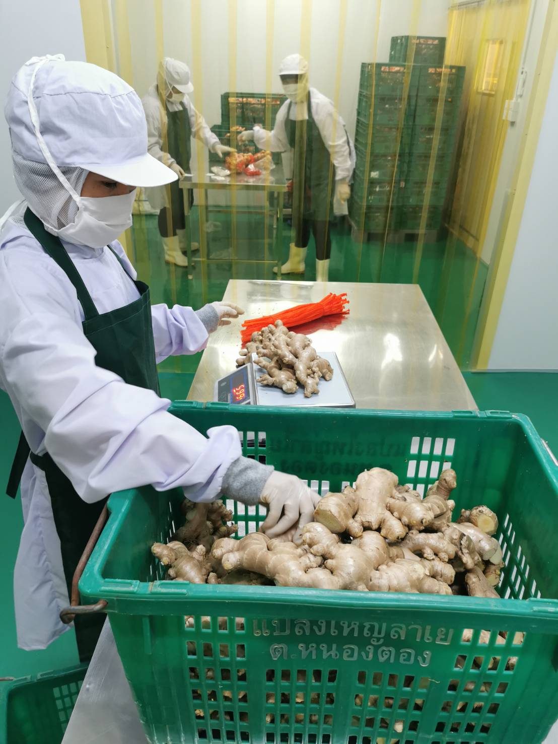 Ginger weighed and graded into crates at the packing house