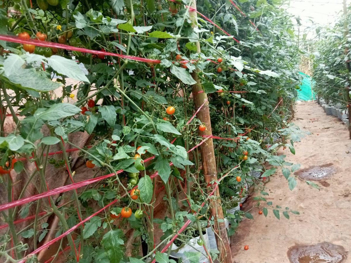 Ripening cherry tomatoes on the vine