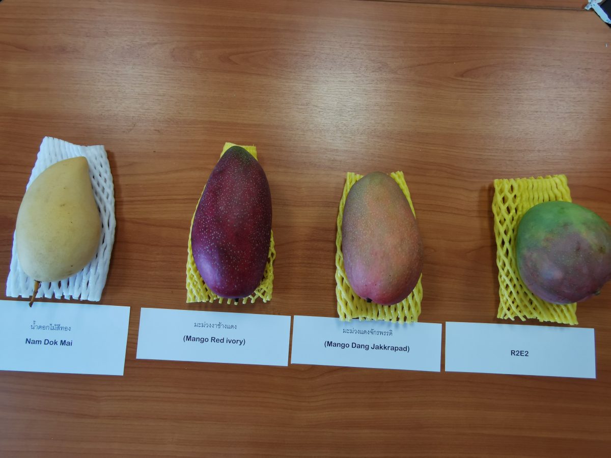 Empat varieti mangga berlabel disusun bersebelahan: Nam Dok Mai, Red Ivory, Dang Jakkrapad dan R2E2