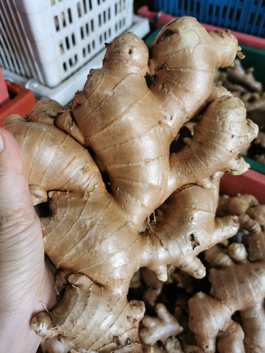 Rizom halia segar dipegang di tangan