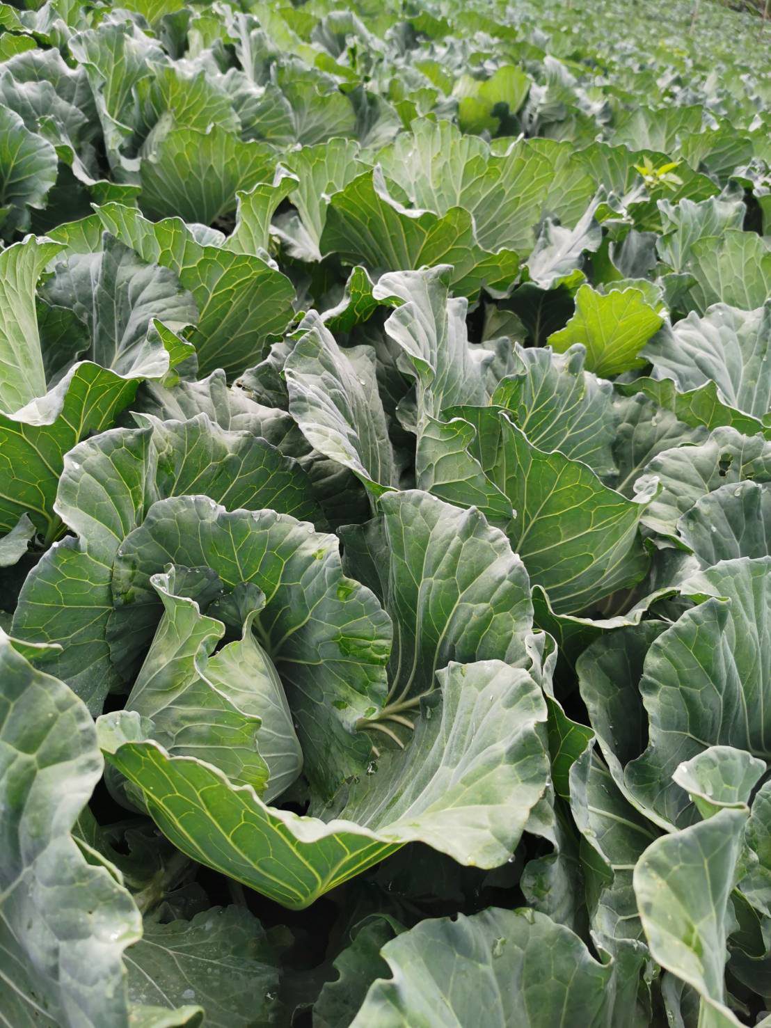 Rows of cabbage growing in an open field