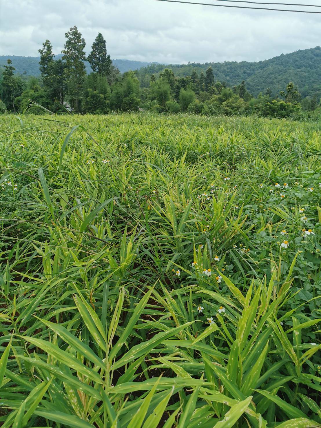 Young ginger plants growing in raised rows