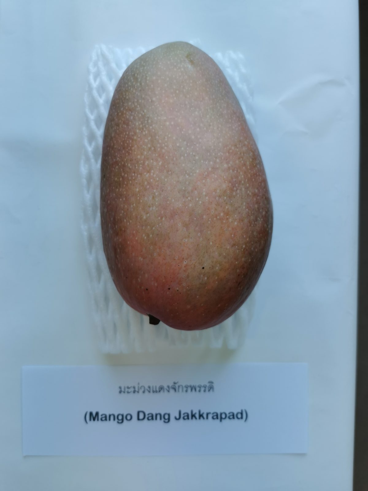 Mangga Dang Jakkrapad dalam sarung jaring busa, dengan kad namanya
