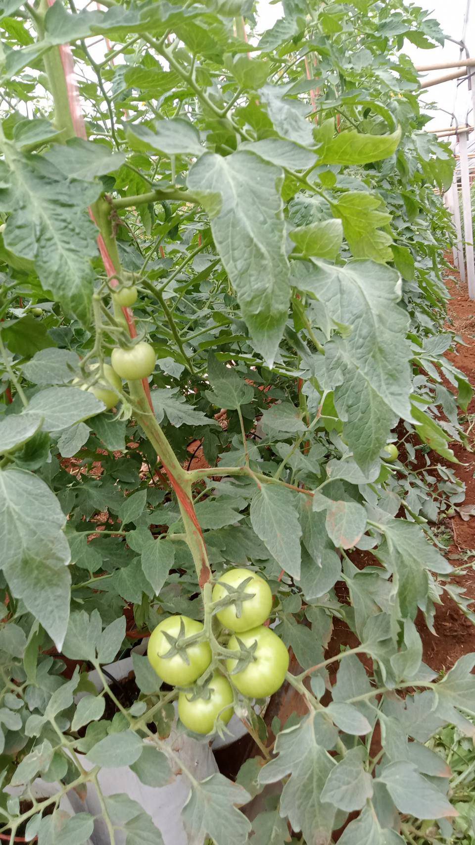 Green beef tomatoes on the vine inside the greenhouse