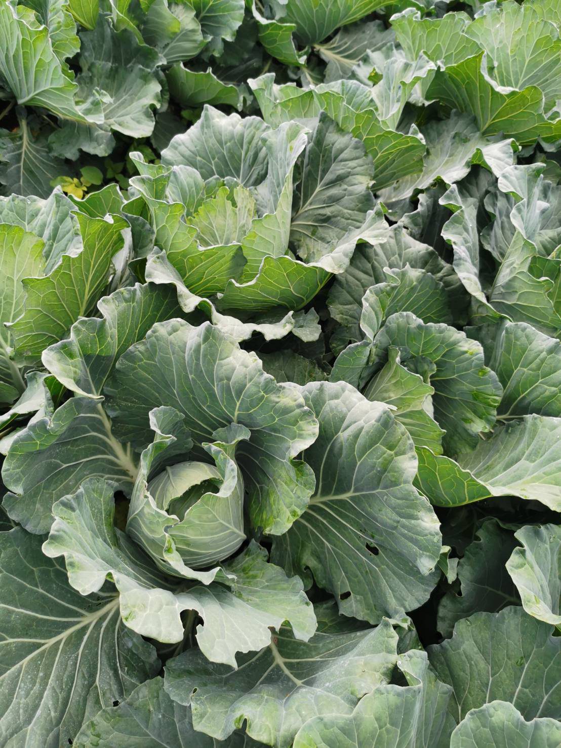 Cabbage plant in the field, close up