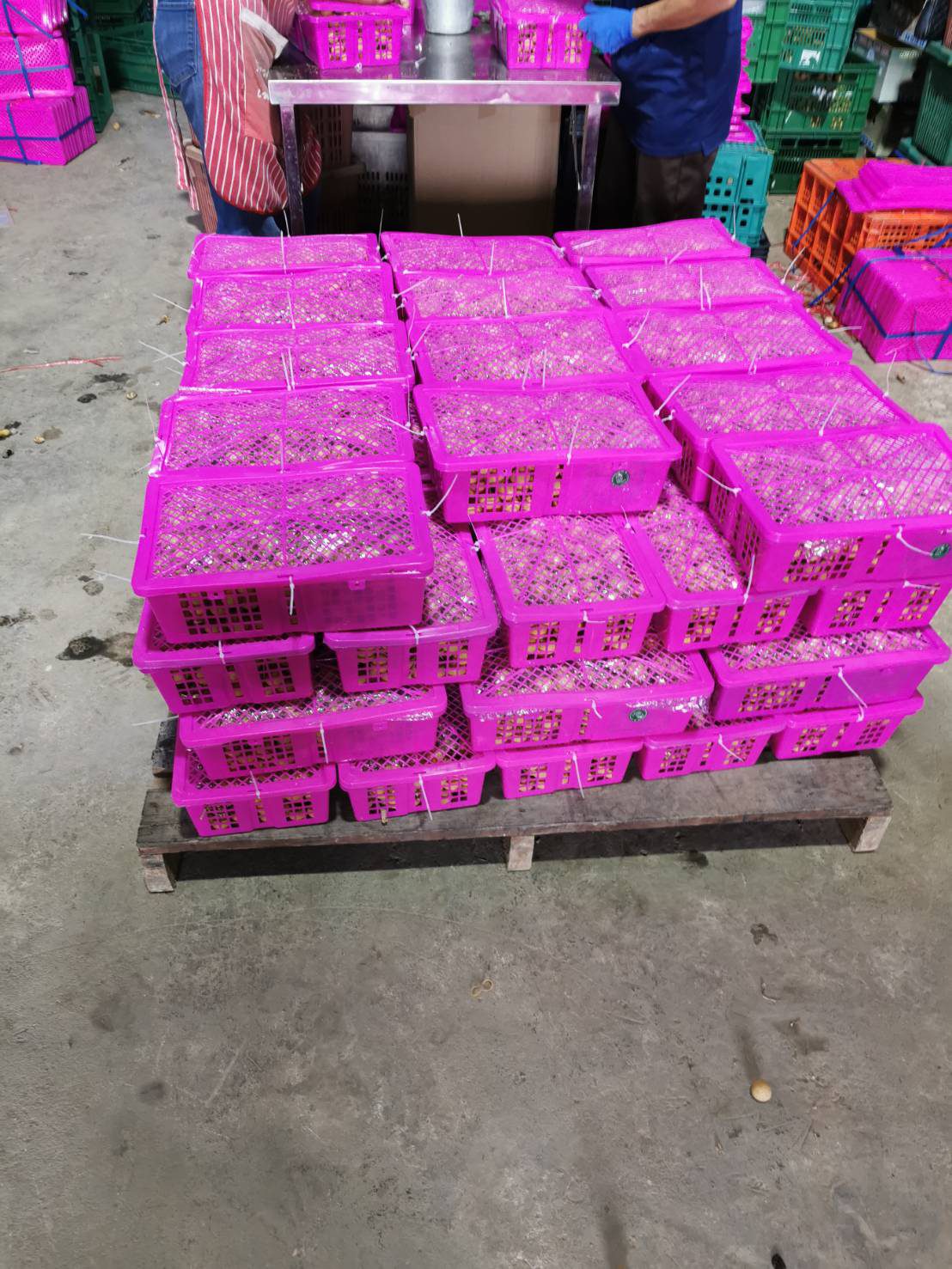 Bakul longan disusun dan diikat di atas palet