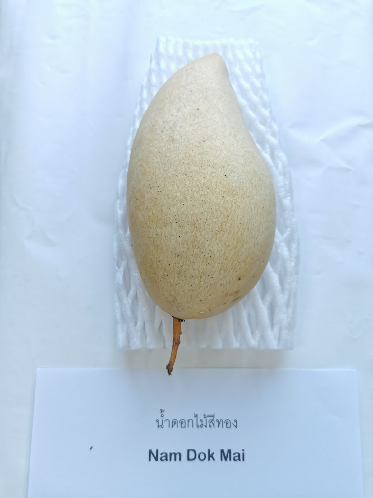 Mangga Nam Dok Mai di atas jaring busa, dengan kad namanya