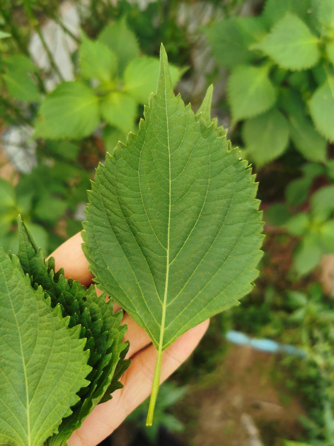 Daun perilla dipegang di tangan
