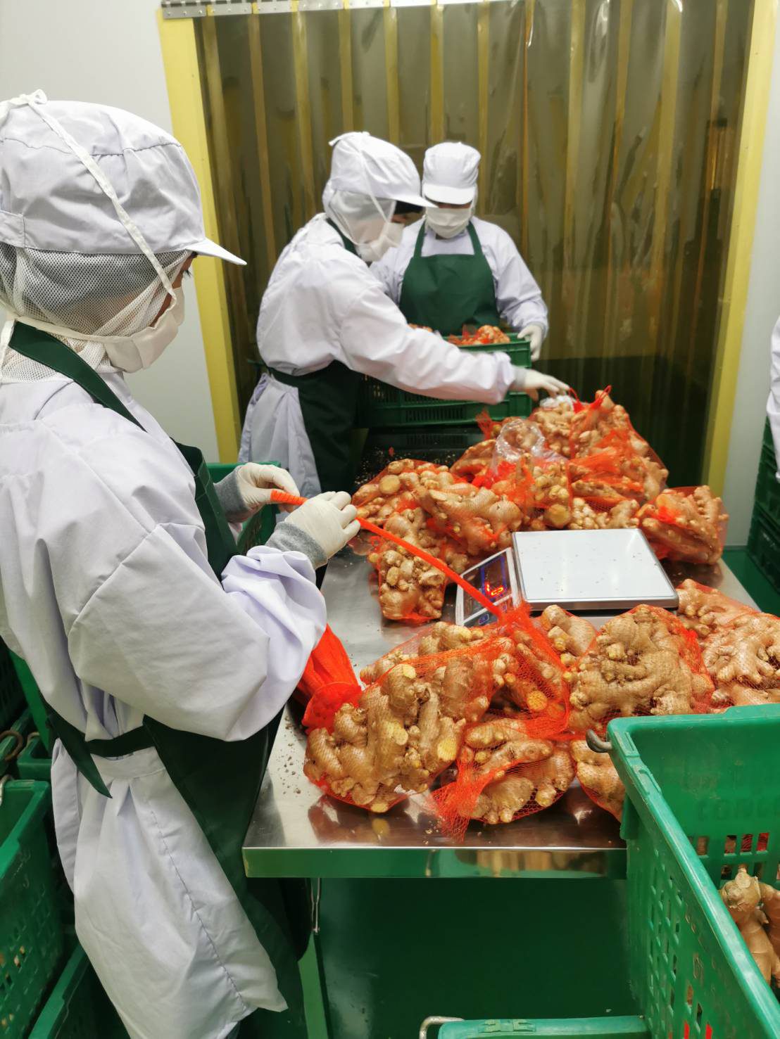 Staff in protective clothing netting and weighing ginger