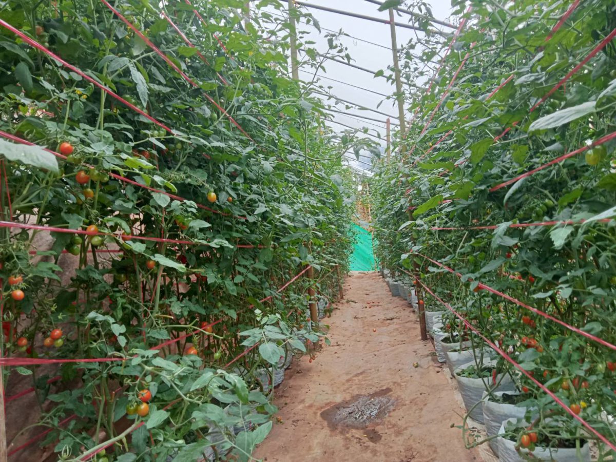 Cherry tomato plants trained on lines inside the greenhouse