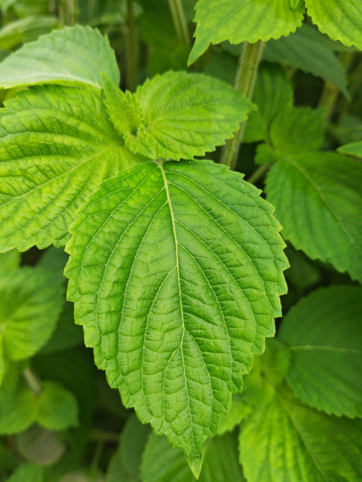 Daun perilla di pokok