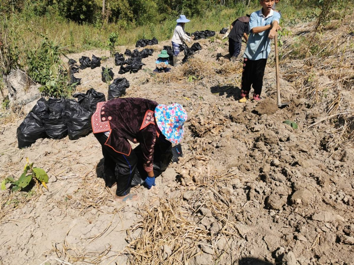 Workers lifting ginger by hand in the field and filling sacks