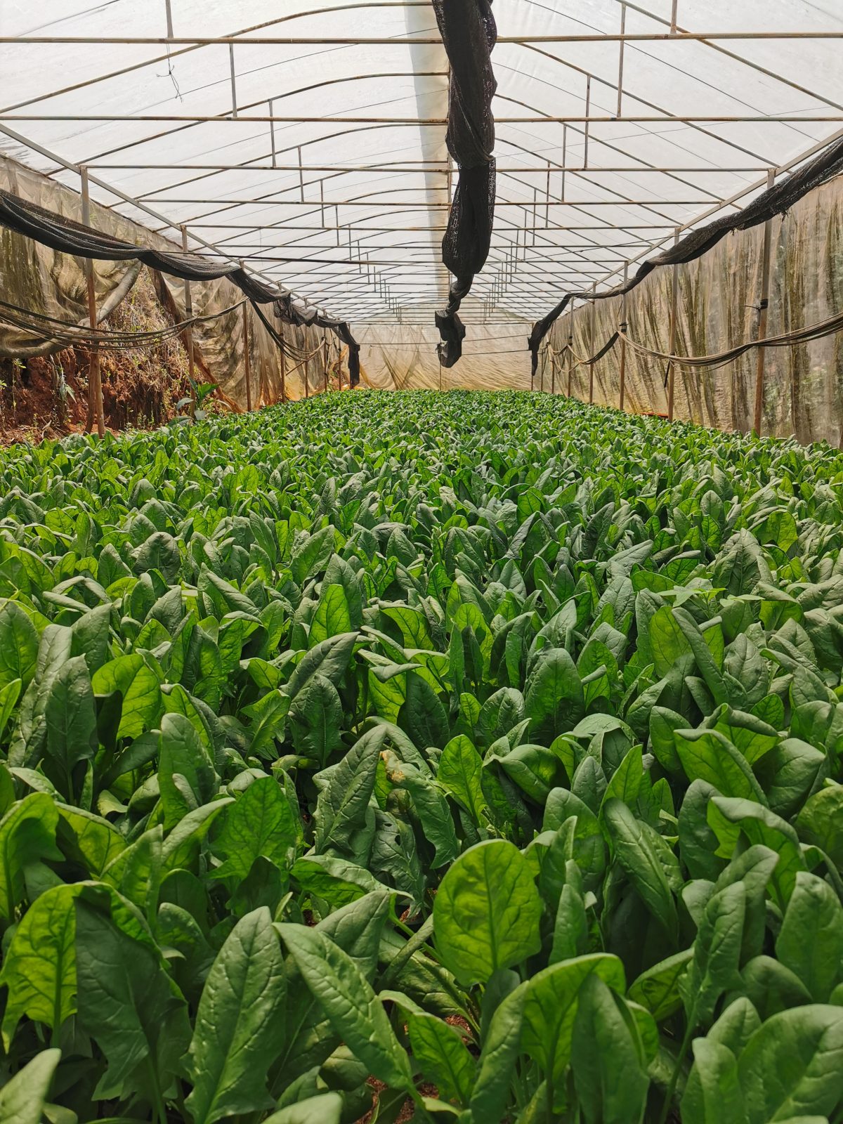 Leafy greens growing in rows under a greenhouse tunnel