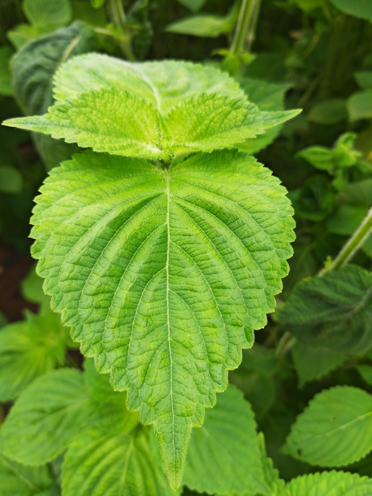 Daun perilla dilihat dari atas