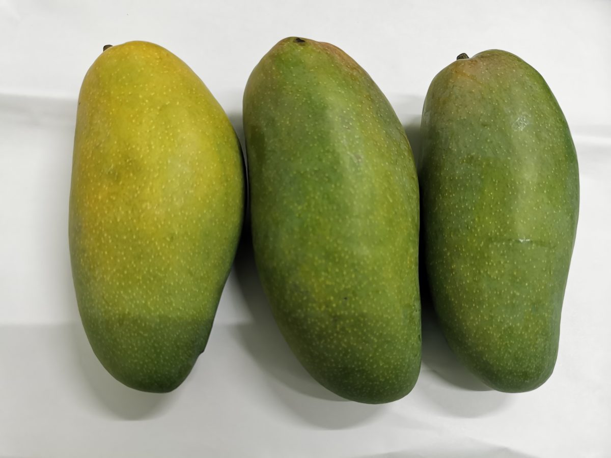 Tiga biji mangga hijau disusun bersebelahan