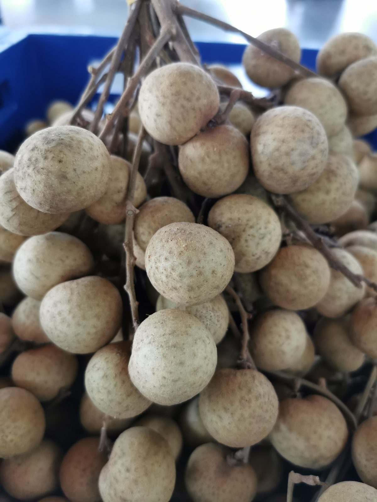 Longan yang masih di dahan dalam bekas tuaian