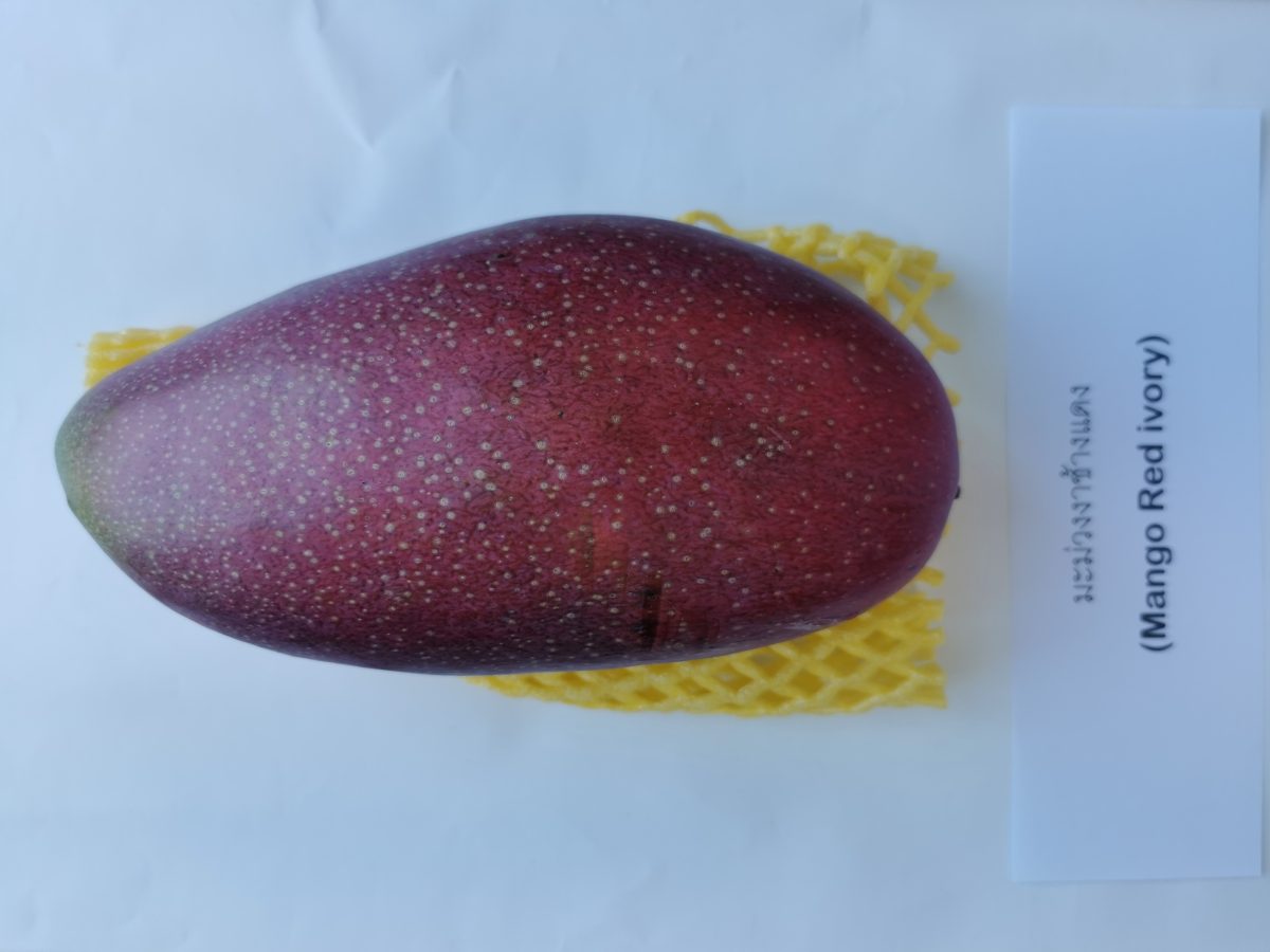 Mangga Red Ivory dalam sarung jaring busa, dengan kad namanya