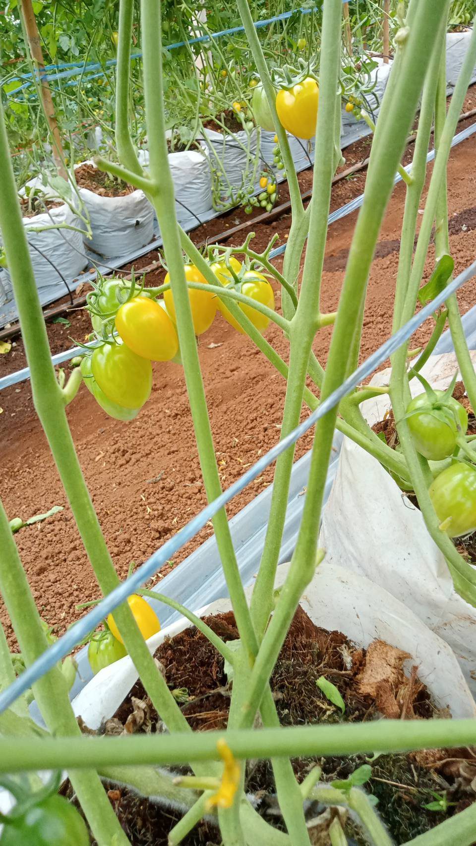 มะเขือเทศเชอร์รี่สีเหลืองบนต้น