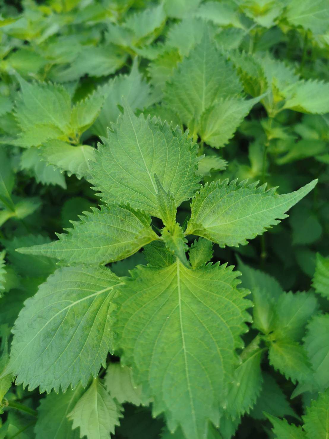 Perilla tumbuh di ladang
