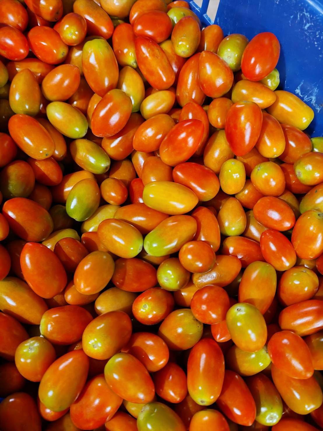 Tomato ceri yang dituai dalam bekas