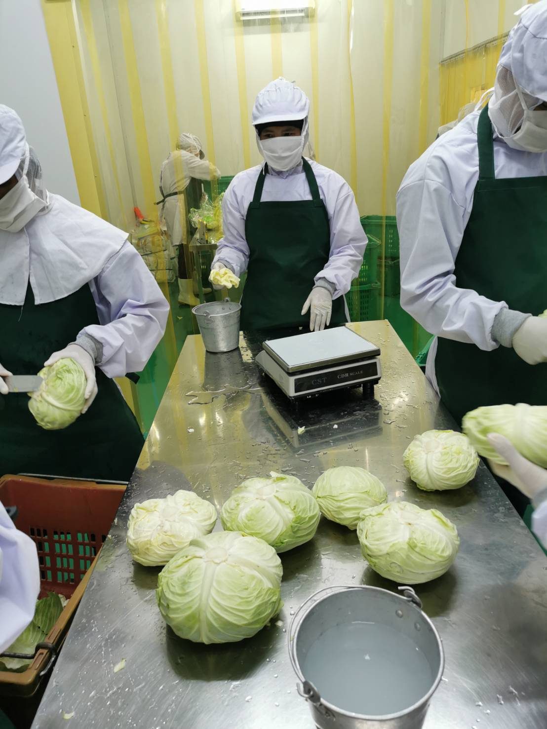 Napa cabbage trimmed and weighed at a stainless steel table